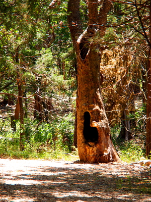 [Tree trunk with hollowed opening about a foot above the ground. The opening is in the shape of a fat L.]